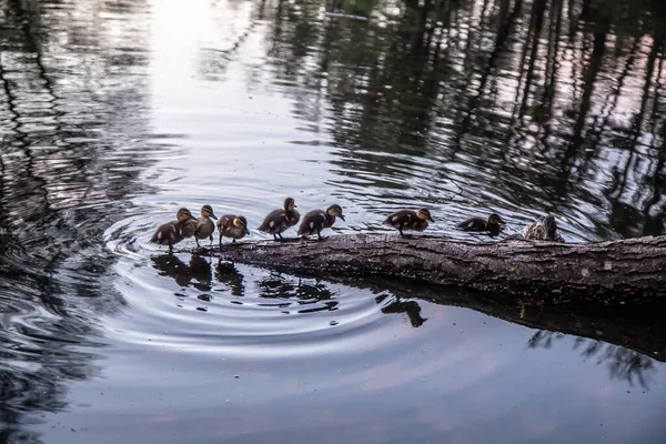 Canard Avec Des Canetons Nager Sur Lac — Photo