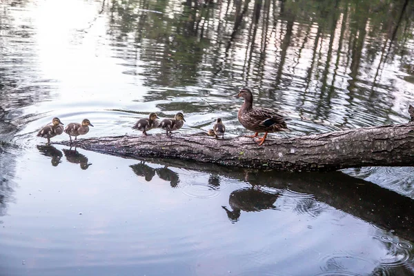 Canard Avec Des Canetons Nager Sur Lac — Photo