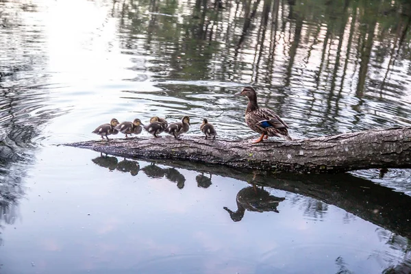 Duck with ducklings swim on the lake