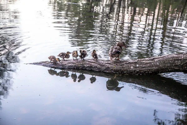 Canard Avec Des Canetons Nager Sur Lac — Photo