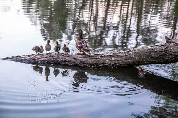 Canard Avec Des Canetons Nager Sur Lac — Photo