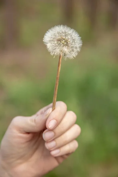 Dente Leão Vento Sobre Fundo Verde — Fotografia de Stock