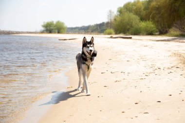Sibirya kurdu kıyı boyunca koşar