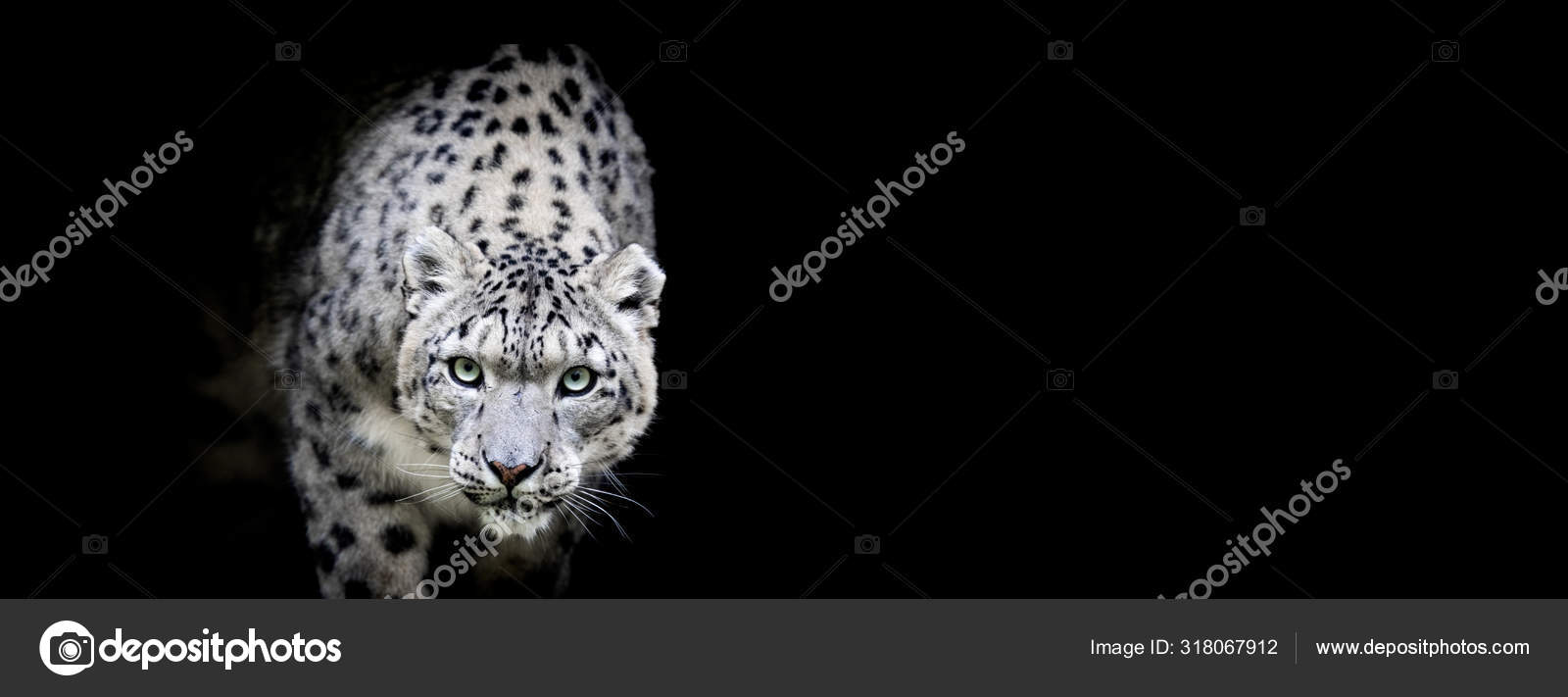 Snow Leopard Black Background Stock Photo By C Waitandshoot