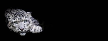 Siyah arka planı olan kar leoparı.
