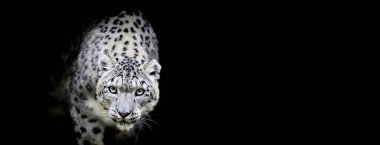Siyah arka planı olan kar leoparı.
