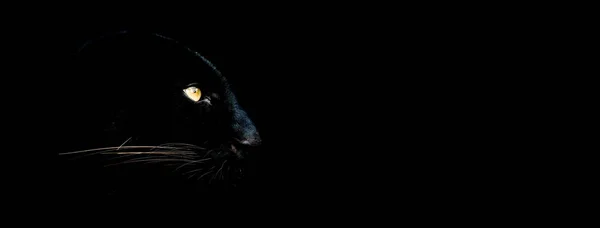 Black panther with a black background