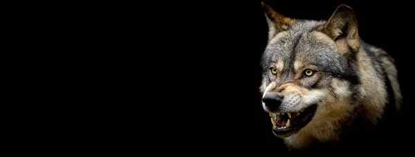 Siyah arka planı olan Gri Kurt