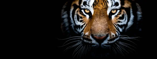 Tigre Con Sfondo Nero — Foto Stock