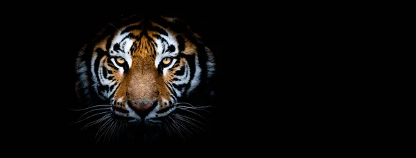 Τίγρης Μαύρο Φόντο — Φωτογραφία Αρχείου