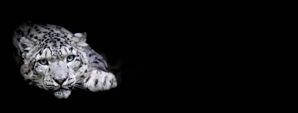 Leopardo Nieve Con Fondo Negro — Foto de Stock