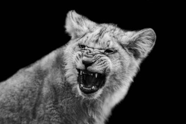 Yavru aslan siyah bir arka planda ağlıyor.