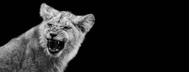 Yavru aslanın uluması 