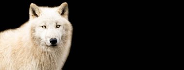 Siyah arka planı olan beyaz kurt.