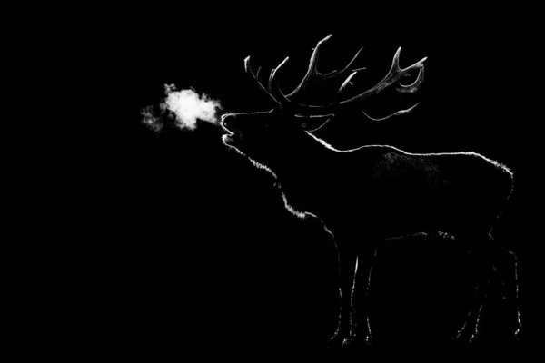 Heulen eines Hirsches mit schwarzem Hintergrund — Stockfoto