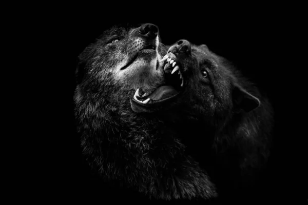 Black wolf with a black background — Stock Photo, Image