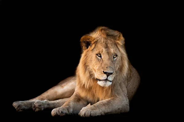黒を基調としたライオン — ストック写真