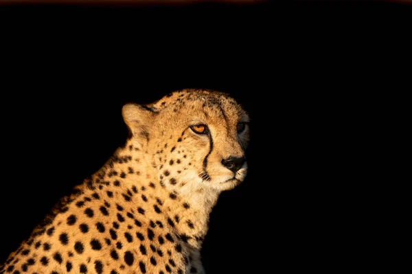 Cheetah with a black background