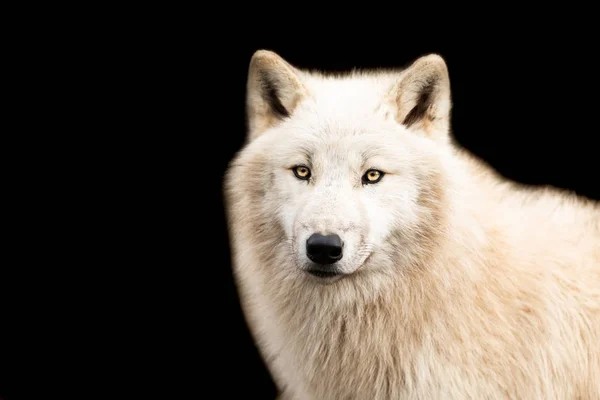 Witte wolf met een zwarte achtergrond — Stockfoto