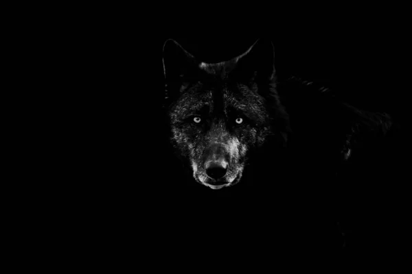 Loup noir avec un fond noir — Photo