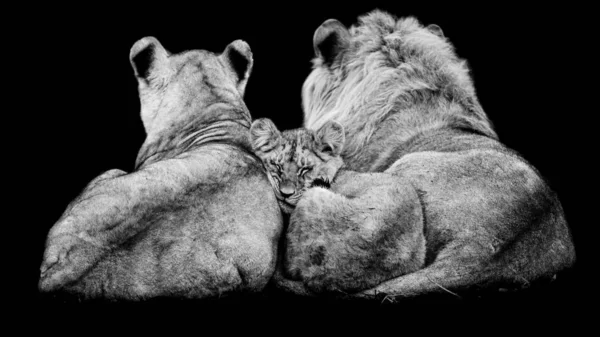 Rodzina lwów z czarnym tłem — Zdjęcie stockowe