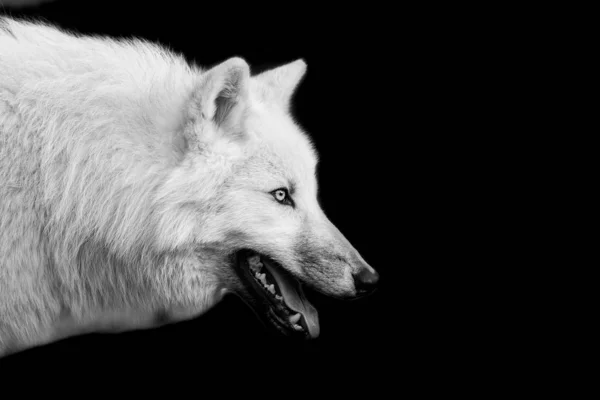 黒を基調とした白いオオカミ — ストック写真