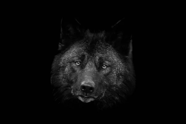 Black wolf s černým pozadím — Stock fotografie