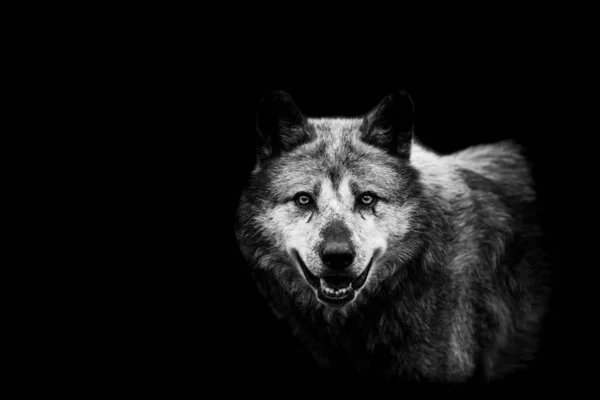 Чёрный волк с чёрным фоном — стоковое фото