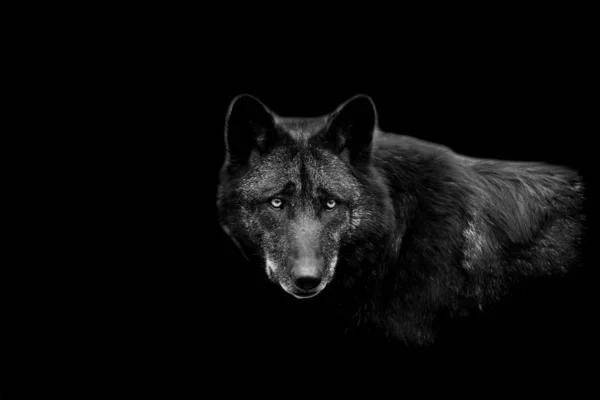 Black wolf s černým pozadím — Stock fotografie