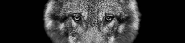 Grey Wolf dengan latar belakang hitam — Stok Foto