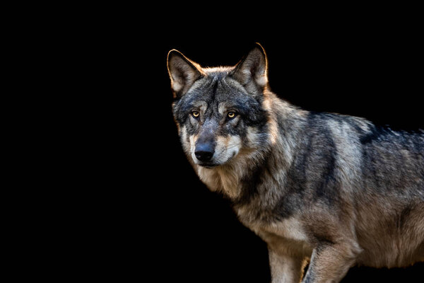 Grey wolf with a black background