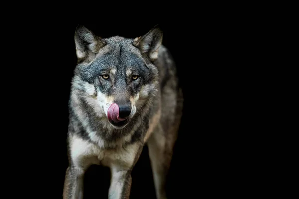 Серый волк с чёрным фоном — стоковое фото