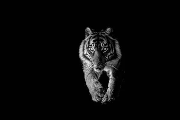 Tygr s černým pozadím — Stock fotografie