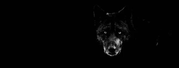 Schwarzer Wolf mit schwarzem Hintergrund — Stockfoto