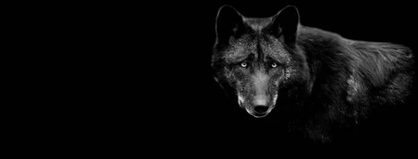 Siyah bir geçmişi olan siyah bir kurt.