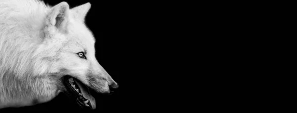 黒を基調とした白いオオカミ — ストック写真