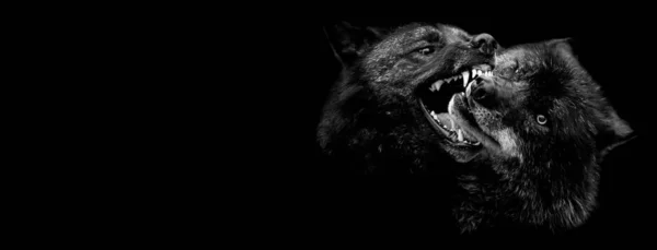 Lobo negro luchando con un fondo negro — Foto de Stock