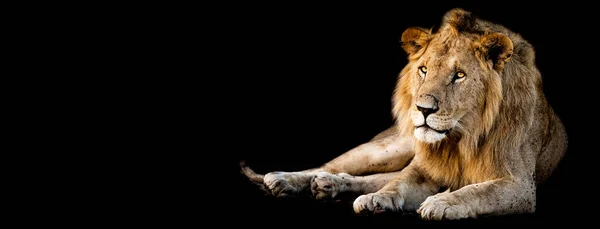 Leão deitado com um fundo preto — Fotografia de Stock