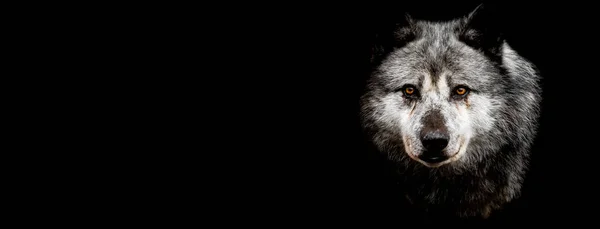 Чёрный волк с чёрным фоном — стоковое фото