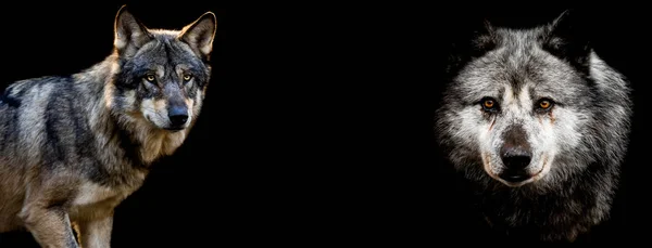 Dois lobos com um fundo preto — Fotografia de Stock