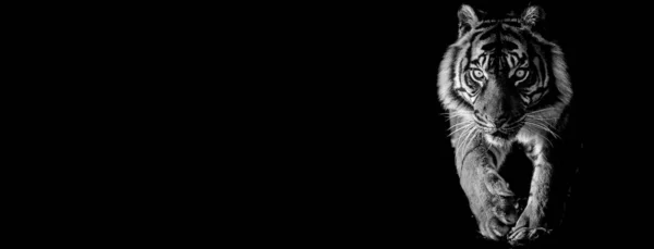 검은 배경을 가진 호랑이 — 스톡 사진