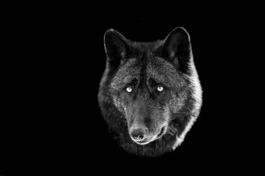 Siyah bir geçmişi olan siyah bir kurt.
