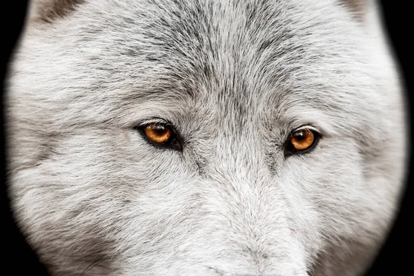 Weißer Wolf mit schwarzem Hintergrund — Stockfoto