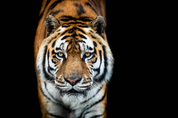 Тигр с чёрным фоном — стоковое фото