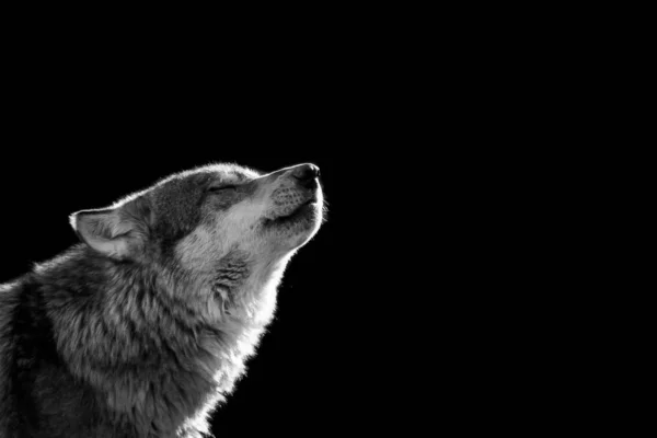Γκρίζος λύκος με μαύρο φόντο — Φωτογραφία Αρχείου