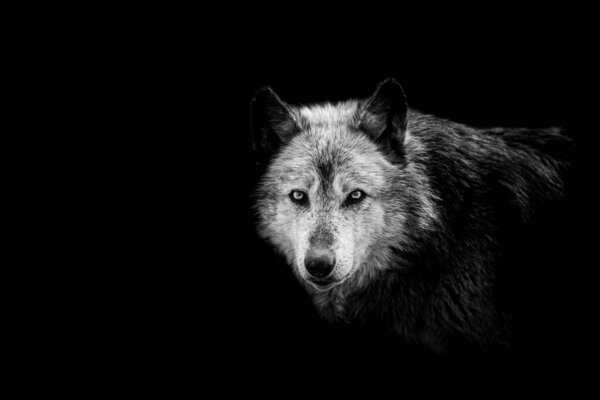 Black wolf with a black background