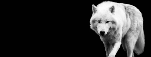 Білий вовк з чорним тлом — стокове фото