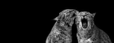 Siyah bir geçmişi olan Luchs.