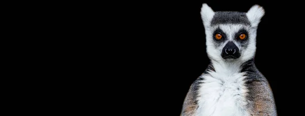 Lemur with a black background — Stock Photo, Image