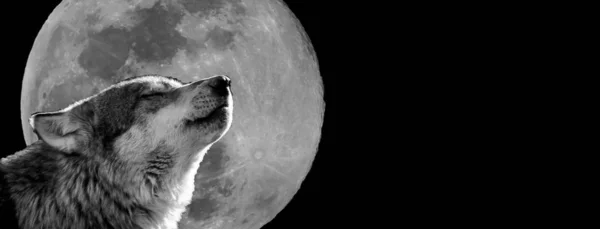 Волк с луной на заднем плане — стоковое фото